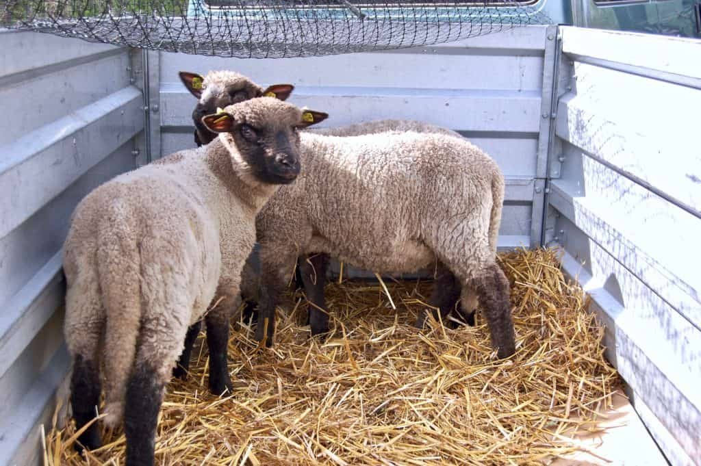 Shropshire-Schafe im Anhänger