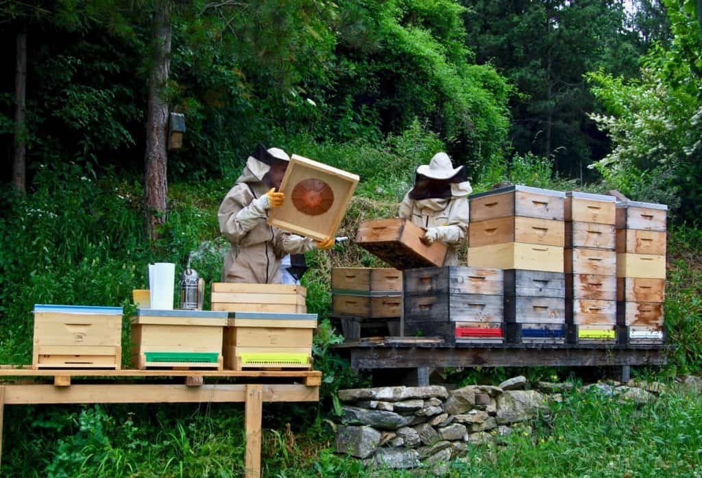 Honigernte: Einsetzen der Bienenflucht