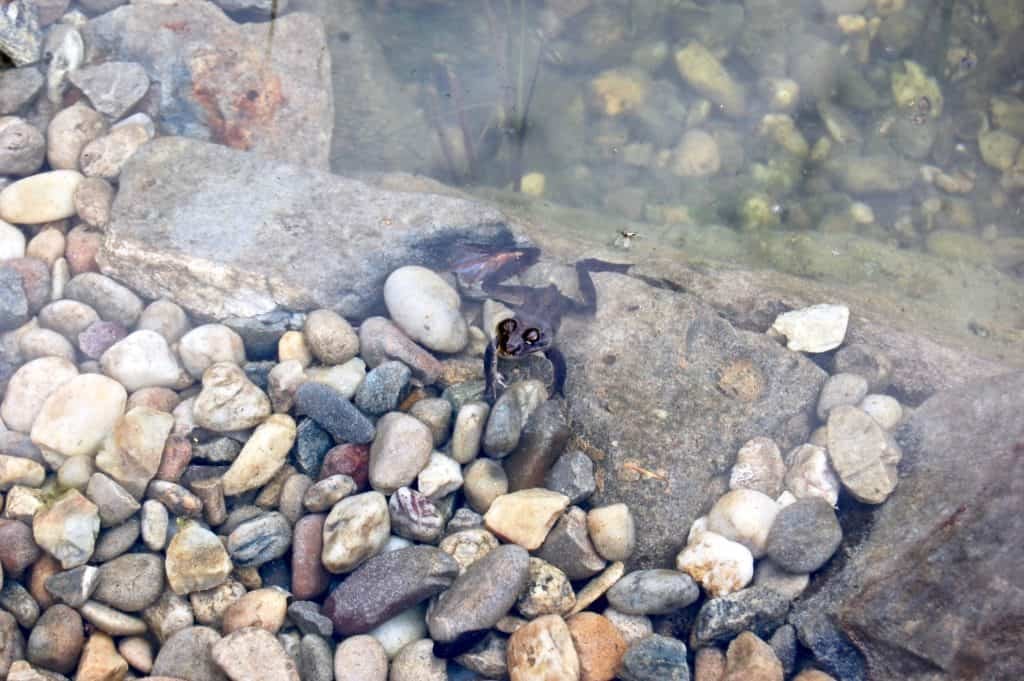 Frosch im Schwimmteich