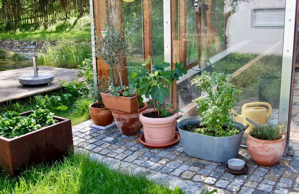 Gartenspaziergang: Pflanzen vor dem Glashaus