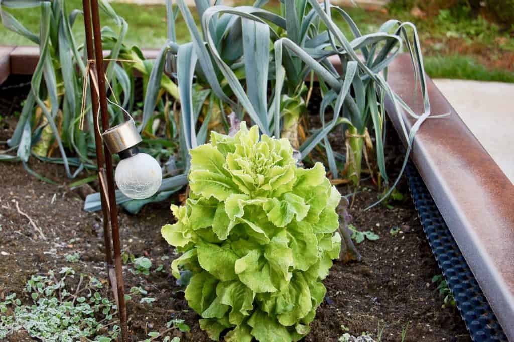 Garten winterfest: Grüner Salat und Lauch im Hochbeet