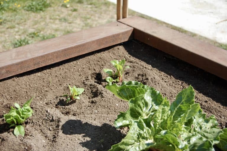 Mangold pflanzen im April: Saat, Pflege, Ernte - Torftrottel