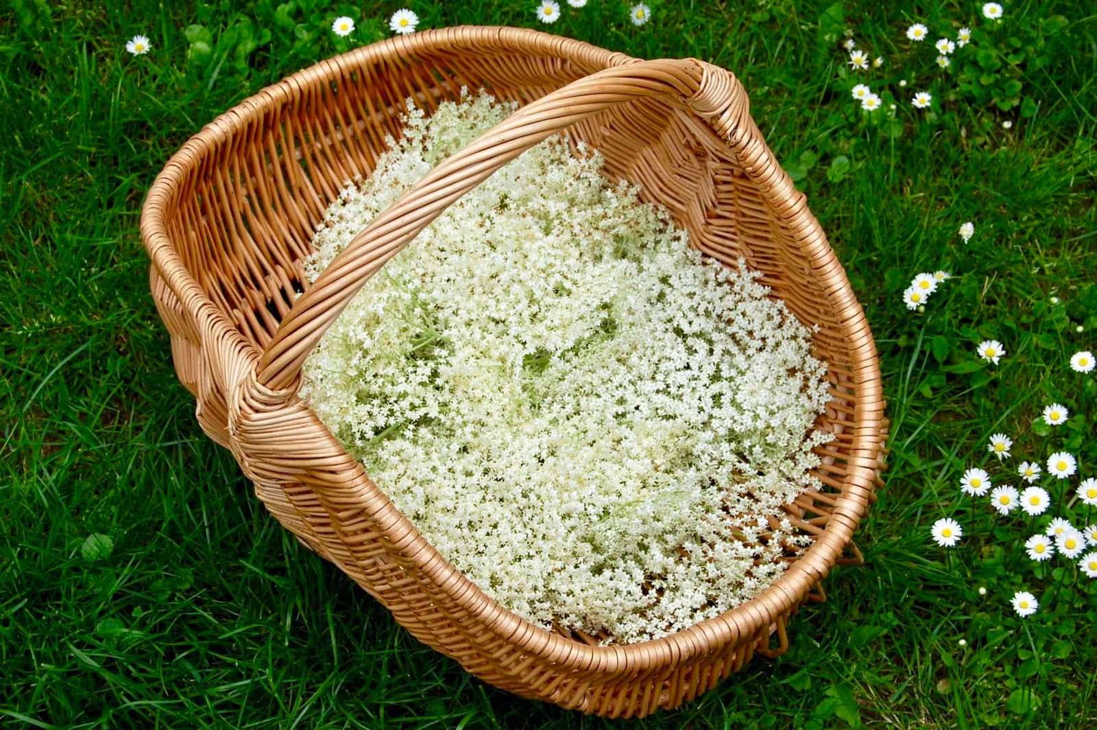 Selbstgemachter Holunderblütensirup mit nur 4 Zutaten - Torftrottel