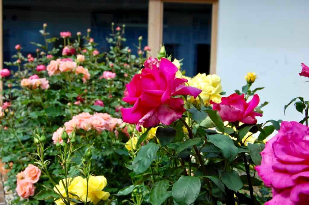 Rosenblüten Garten 