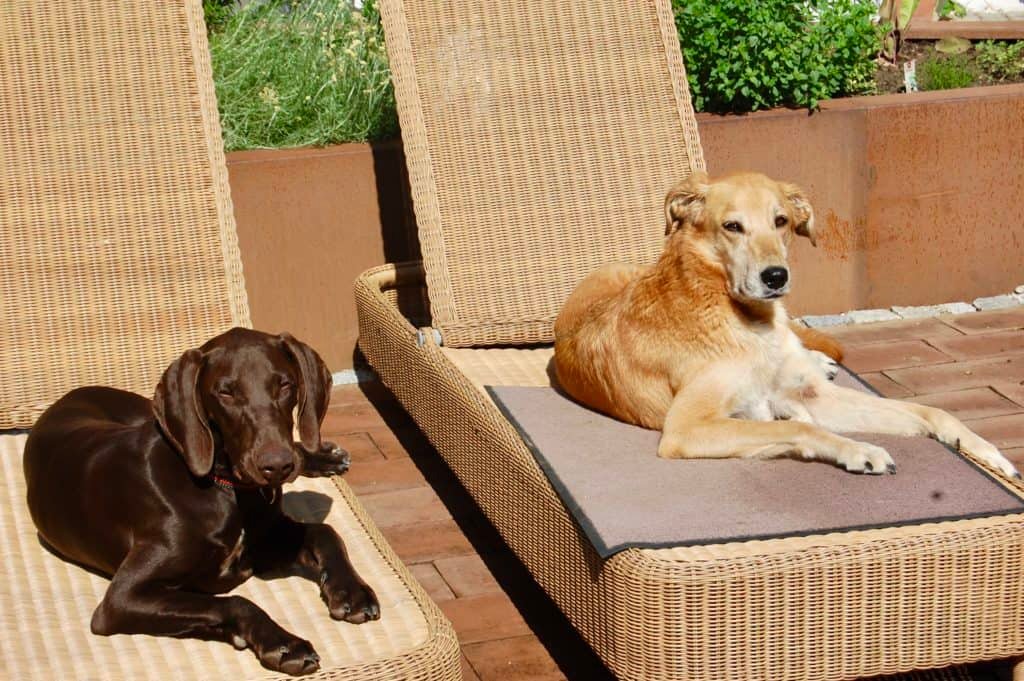 Hunde in der Sonne