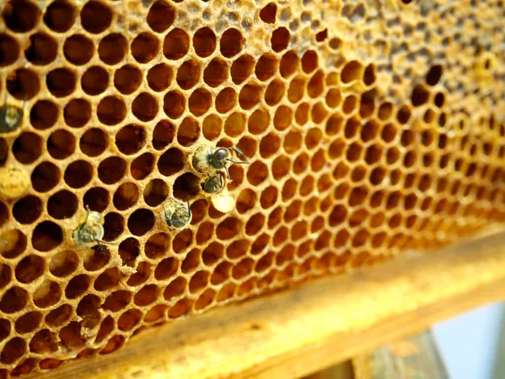 Hier schlüpfen junge Bienen