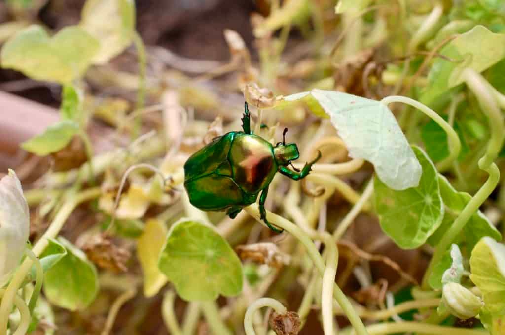 grün schillernder Käfer