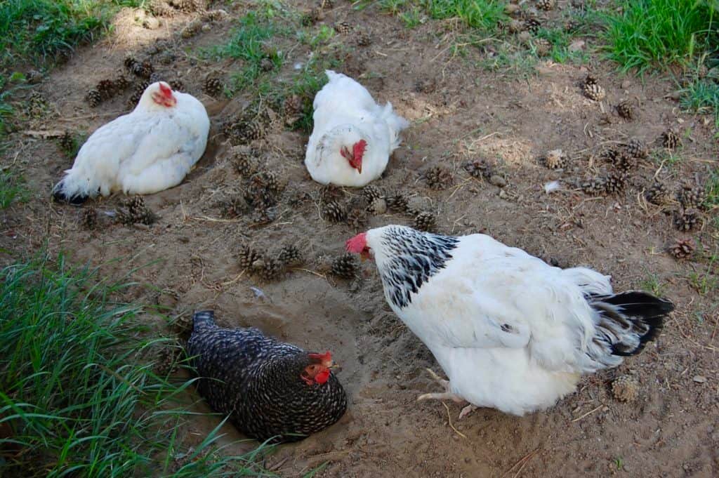 Hühner im Sandbad