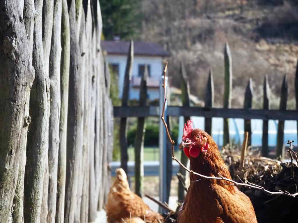 Die Hühner erfreuen sich am Kompost… 