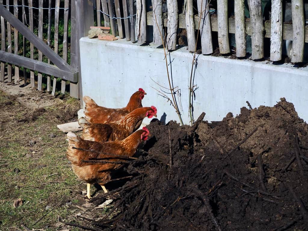 Die Hühner erfreuen sich am Kompost… 