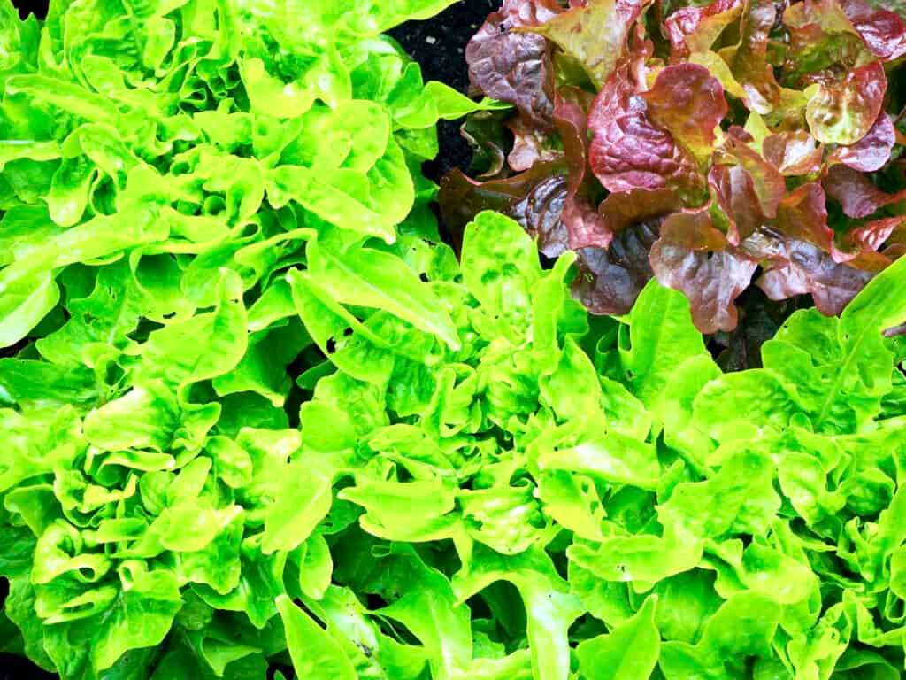 Grüner Salat vor Ernte