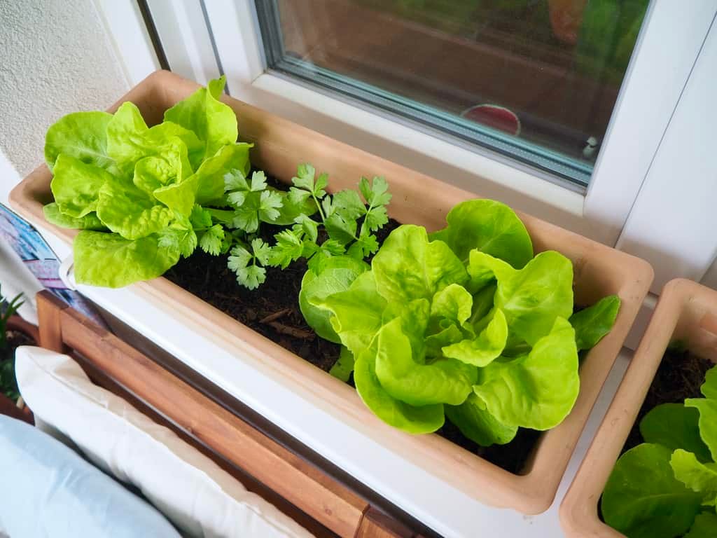 Gemüsegarten am Fensterbrett: Salat und Sellerie