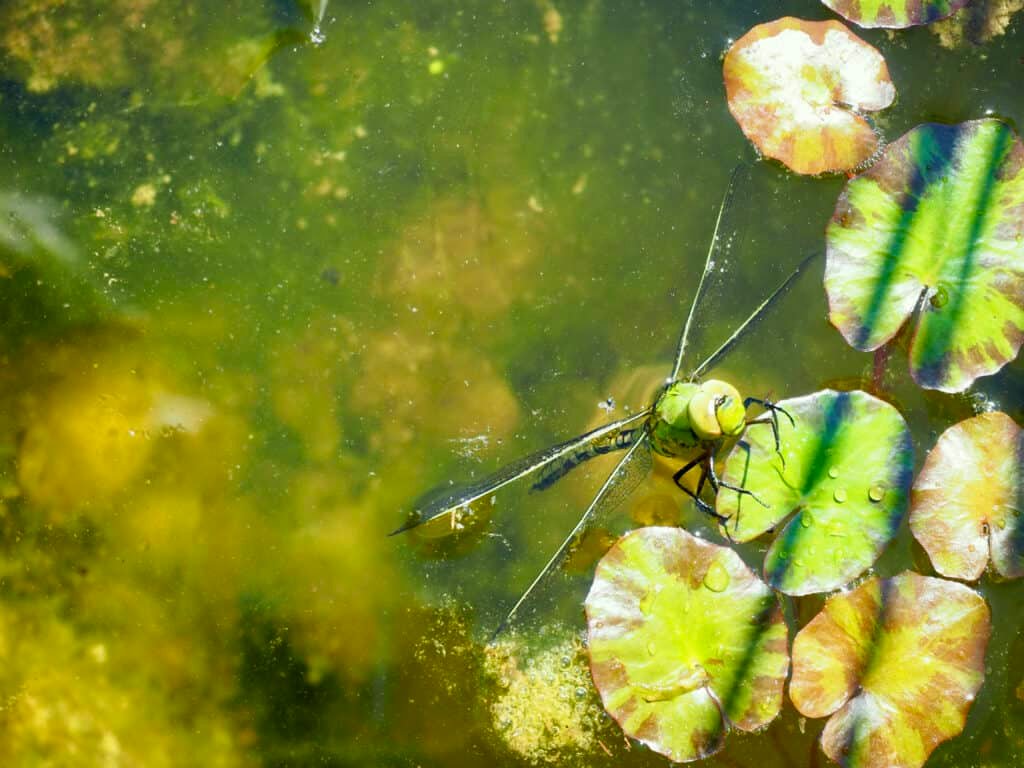 Libelle im Gartenteich