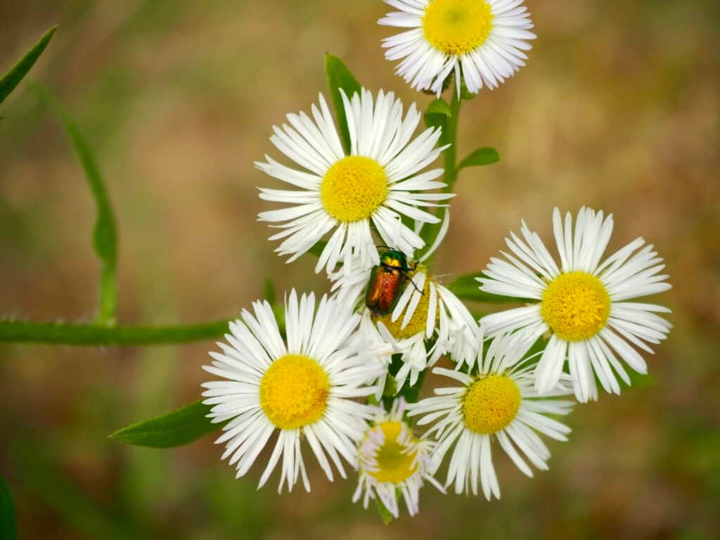 Käfer auf Gänseblümchen