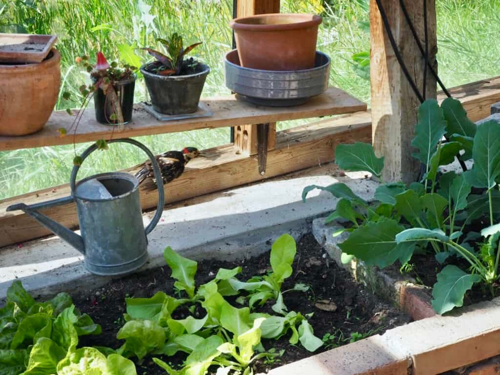 Specht im Gartenhaus