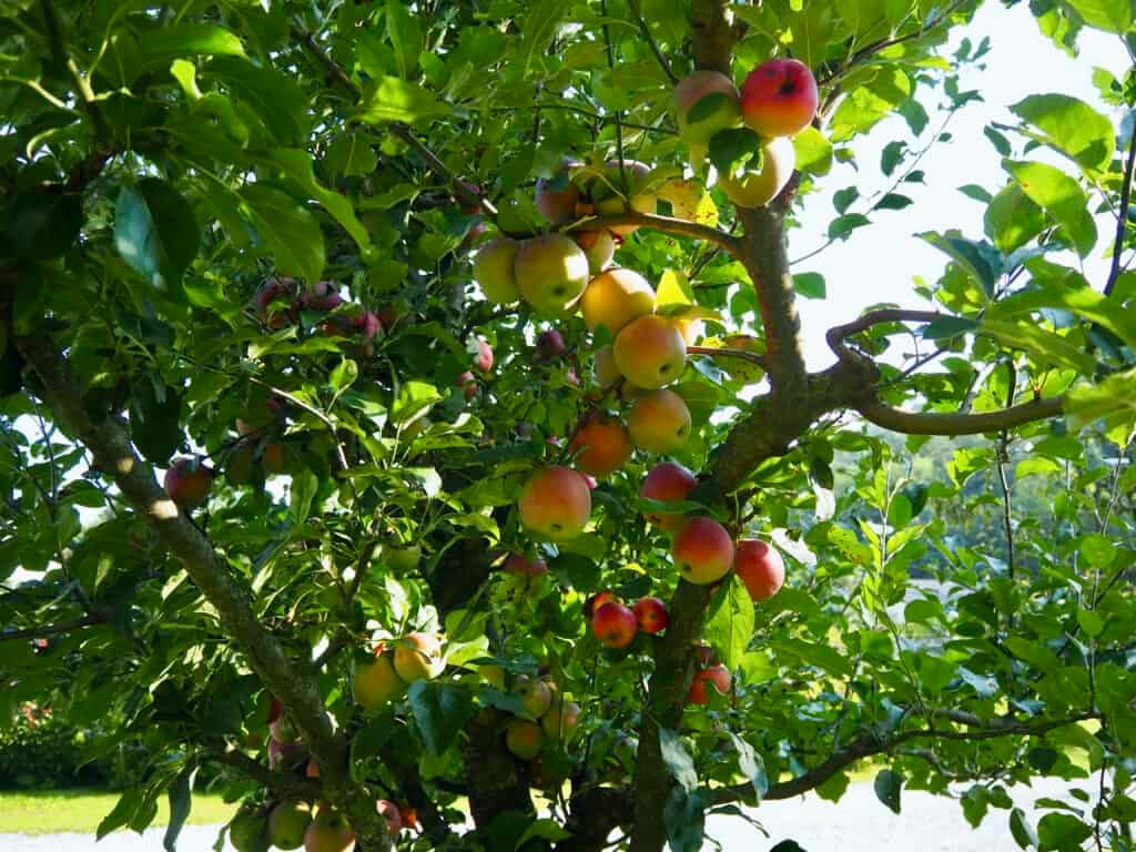 Apfelbaum im September