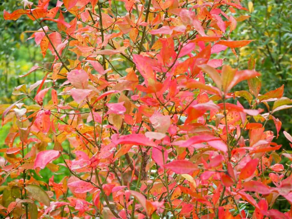 rote Herbstblätter