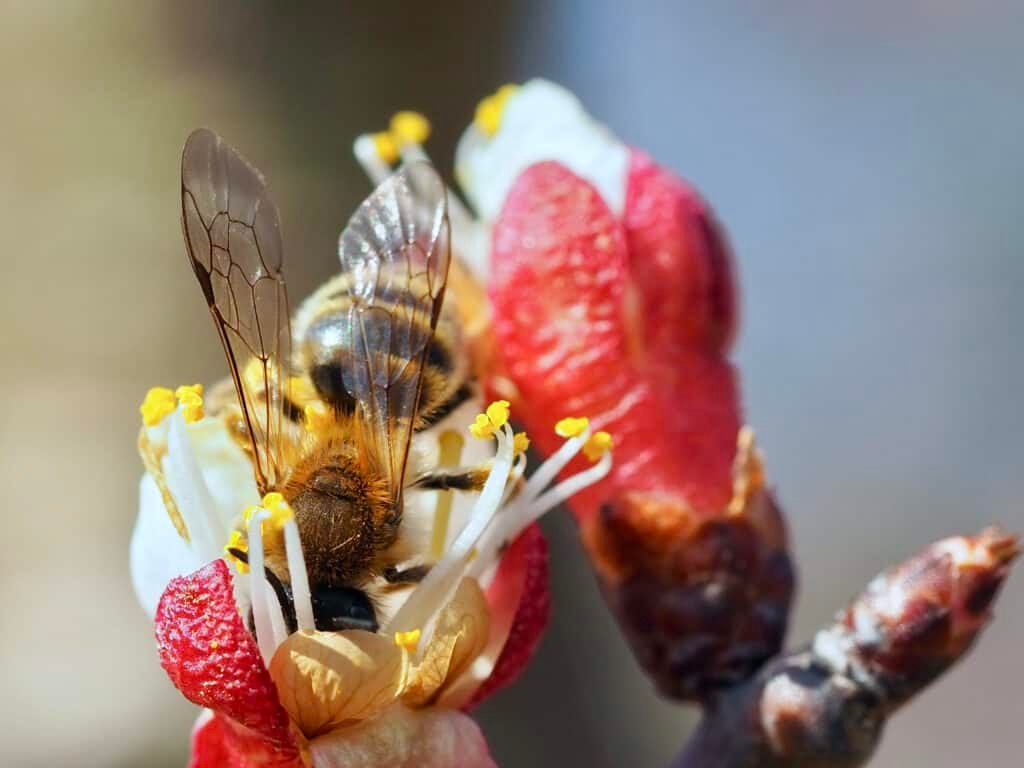 Biene Marillenblüte