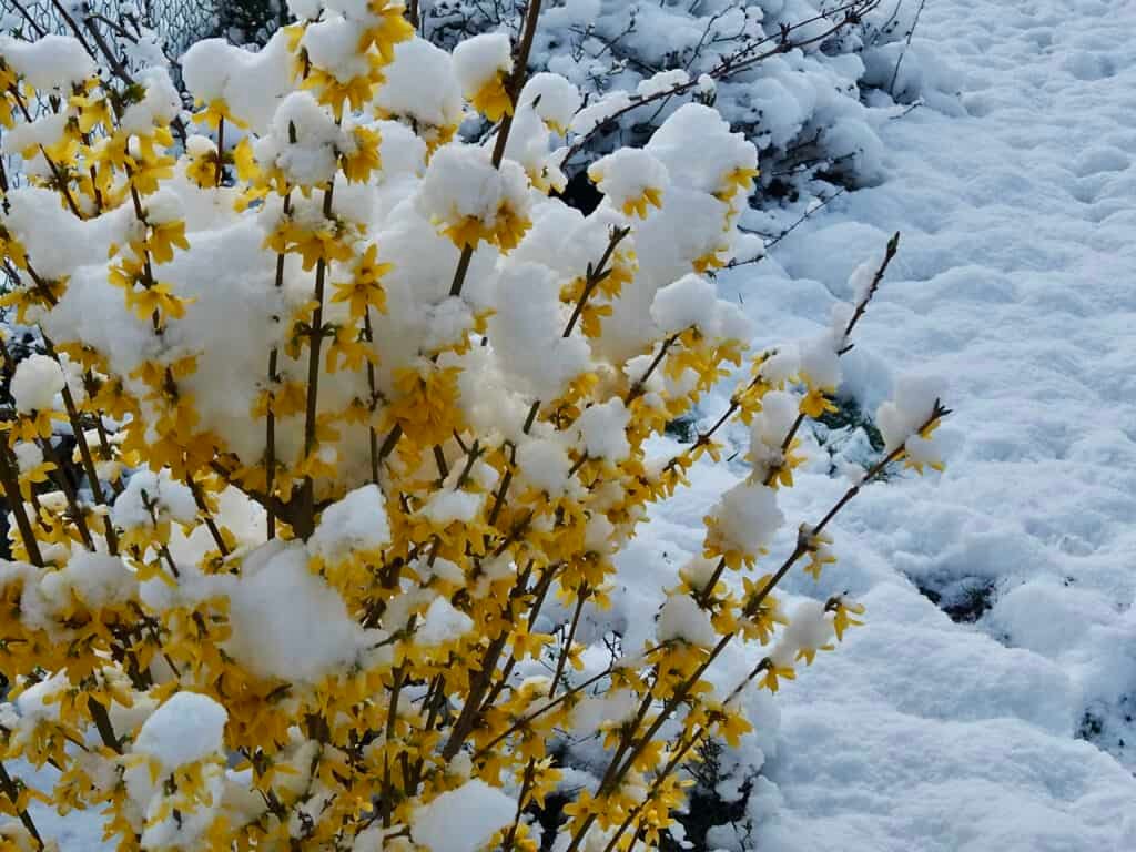 Schnee auf Forsythie