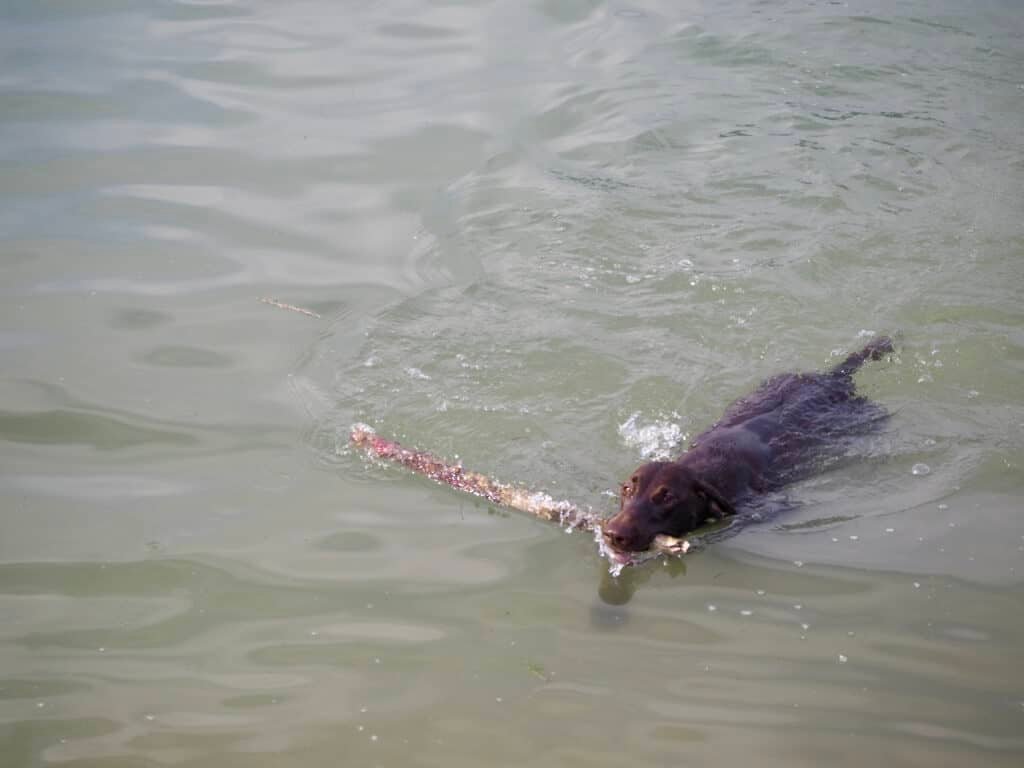 Hund apportiert im Wasser