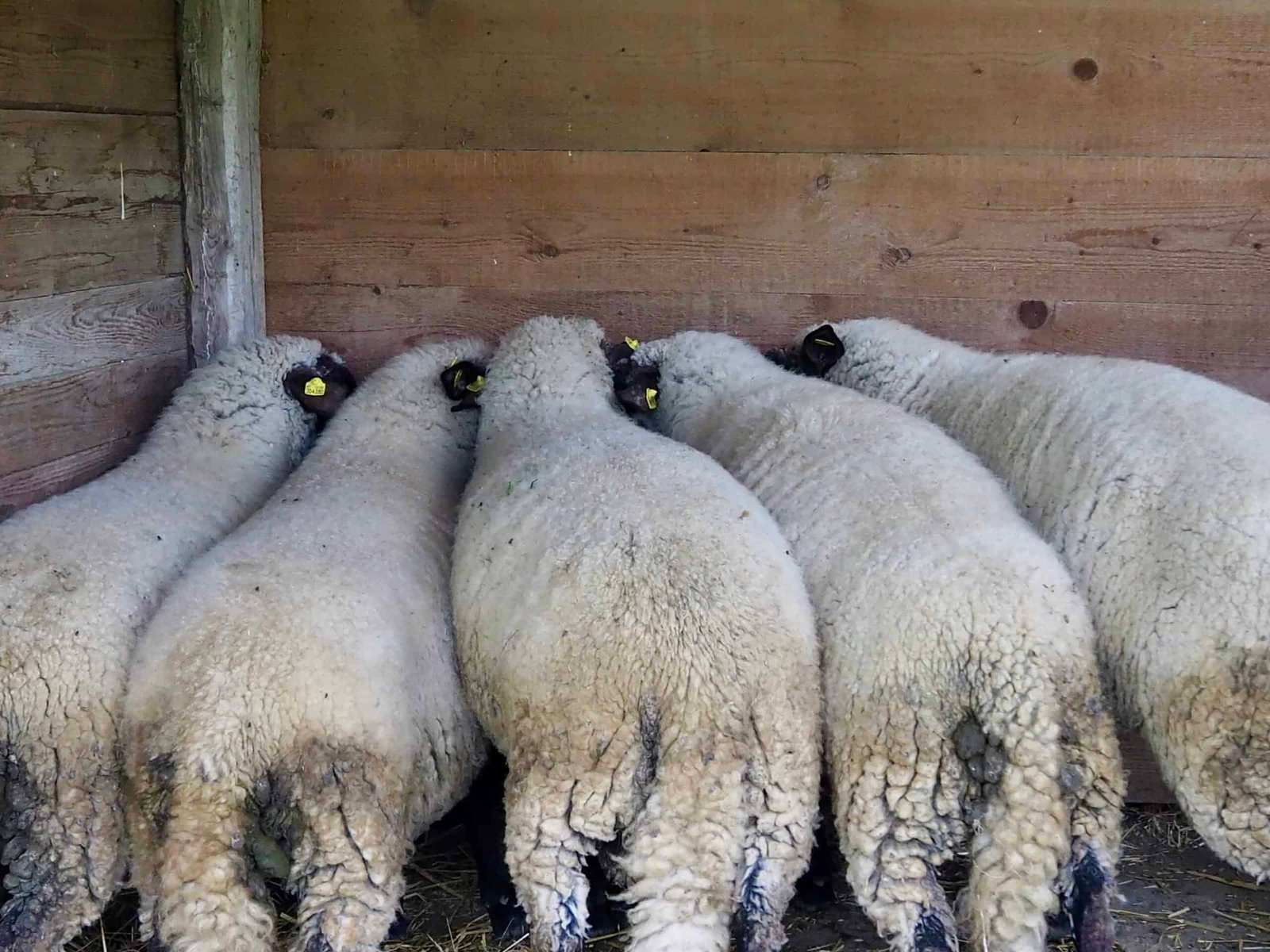 Shropshire-Schafe beim Fressen