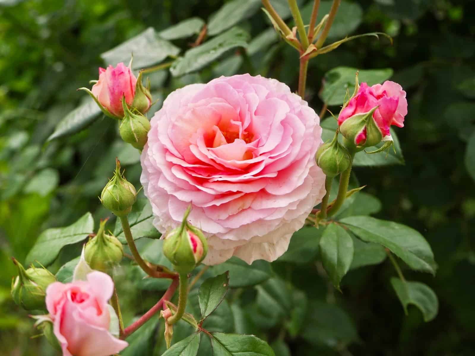 blühende Rose im Garten