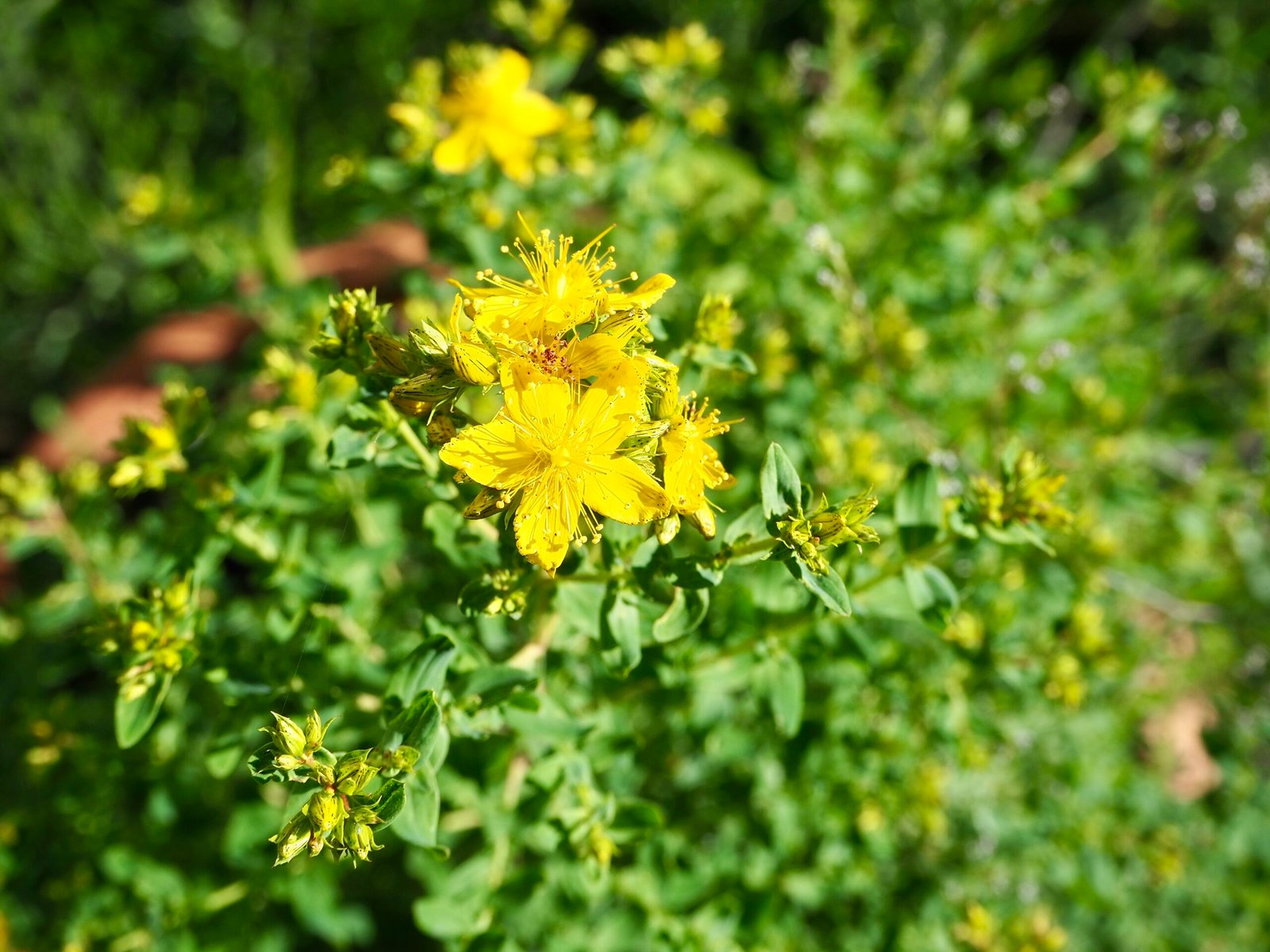 blühendes Johanniskraut