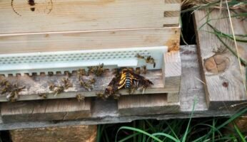 Totenkopfschwärmer bei Bienenstock