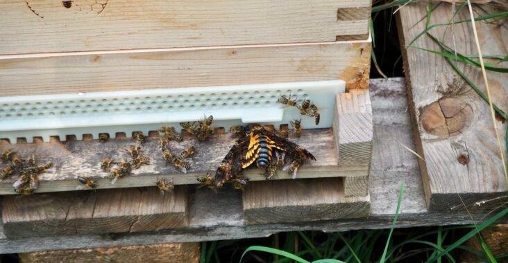 Totenkopfschwärmer bei Bienenstock