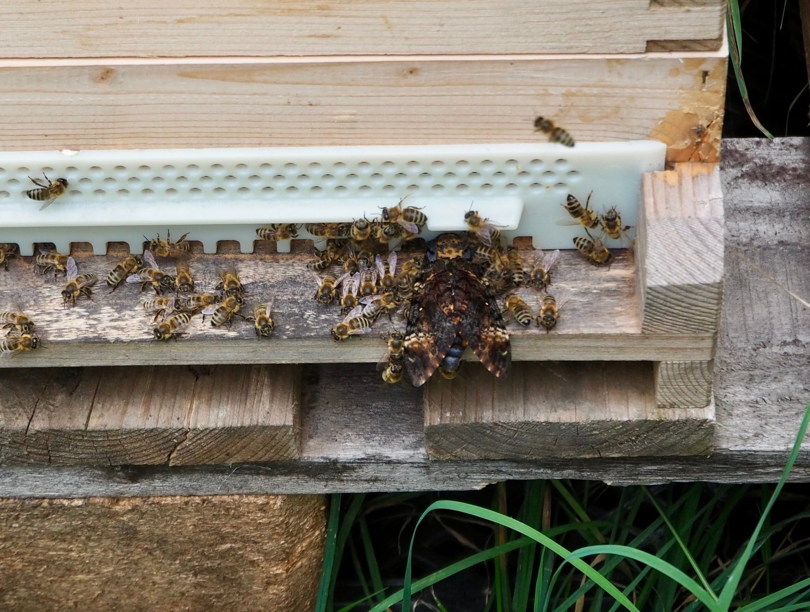 Bienen verteidigen Stock gegen Totenkopfschwärmer